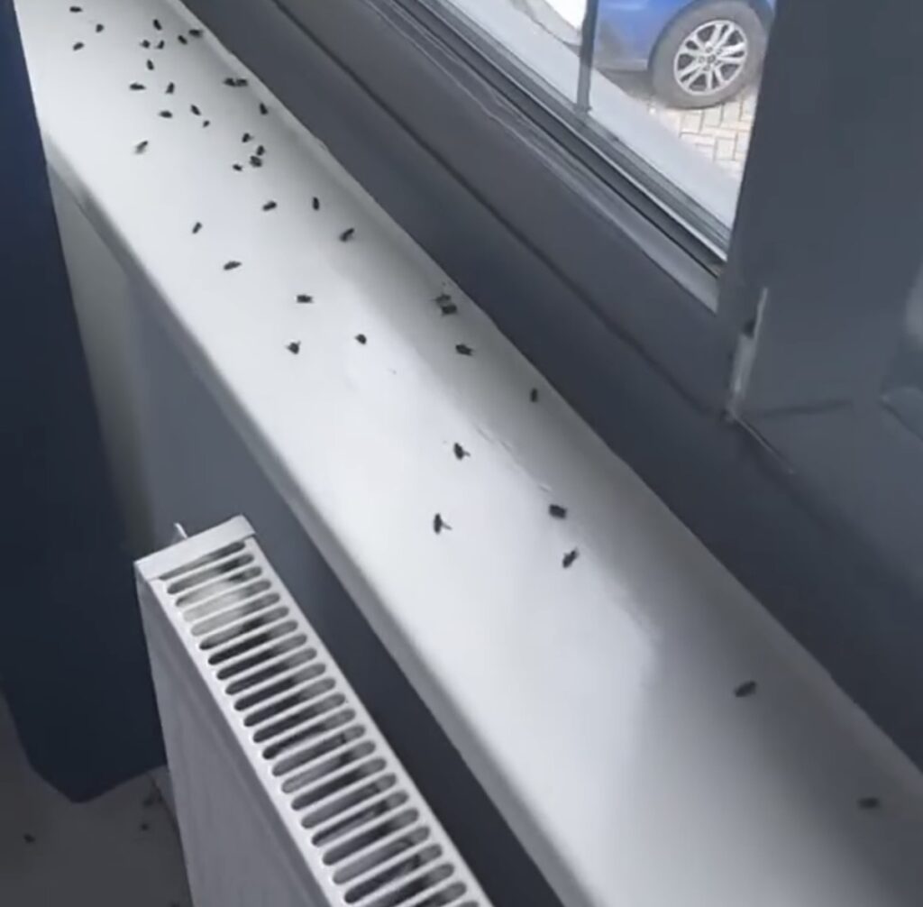 Cluster Fly Treatment