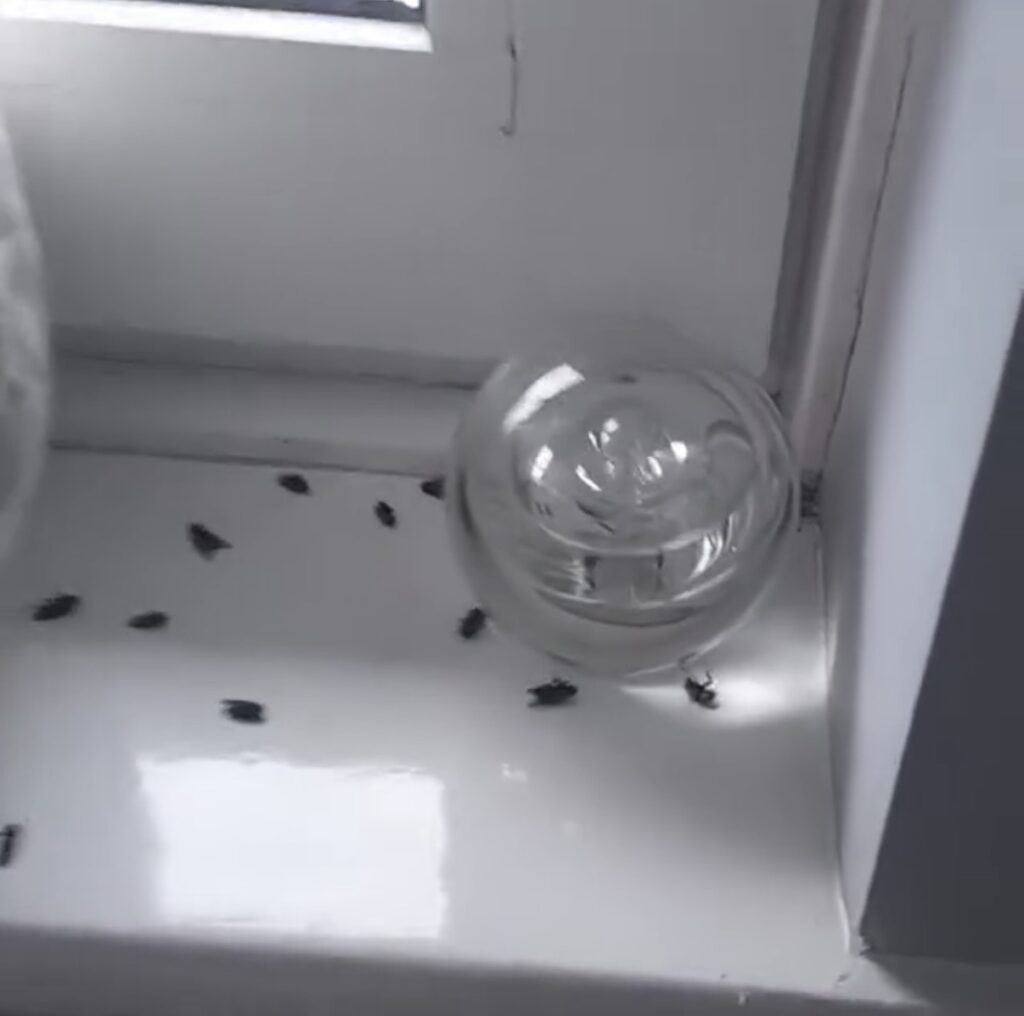 Cluster Fly Treatment