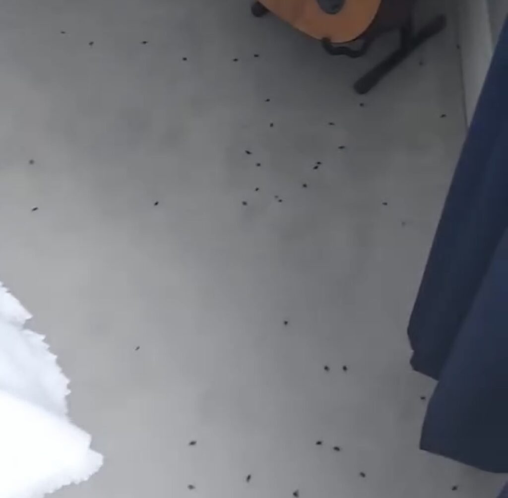 Cluster Fly Treatment