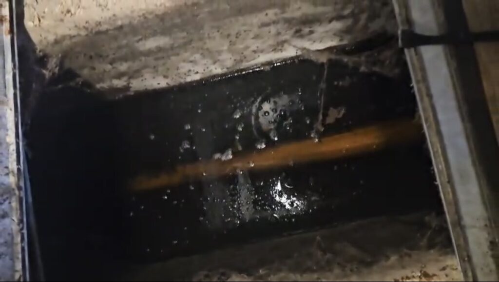 Drain Fly Investigation