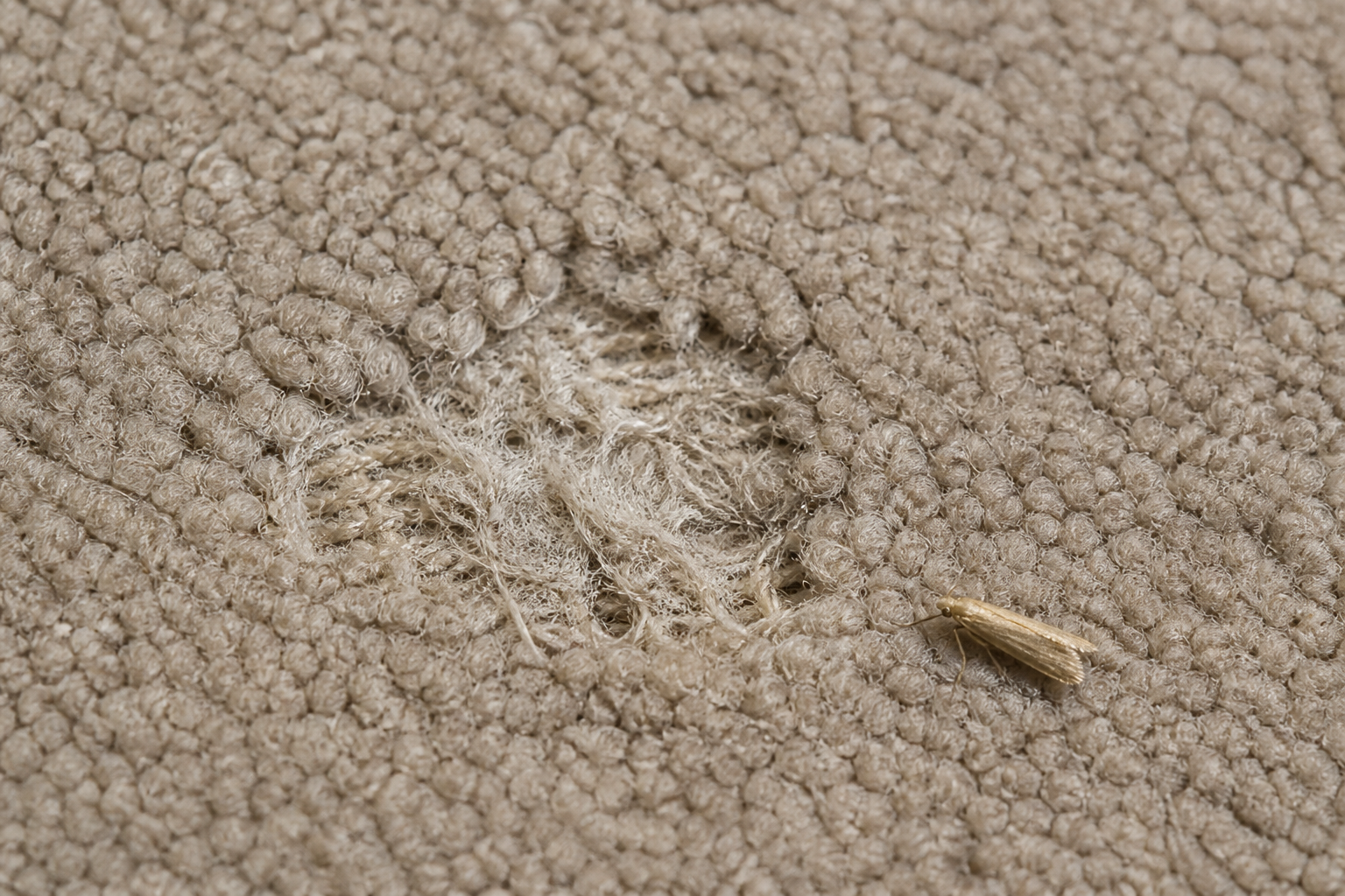 Clothes Moth Control: moth and larvae on damaged carpet fibres