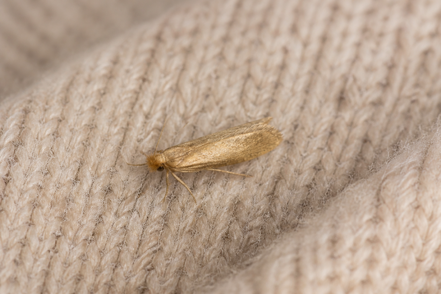 Clothes Moth Control: adult clothes moth on wool fabric