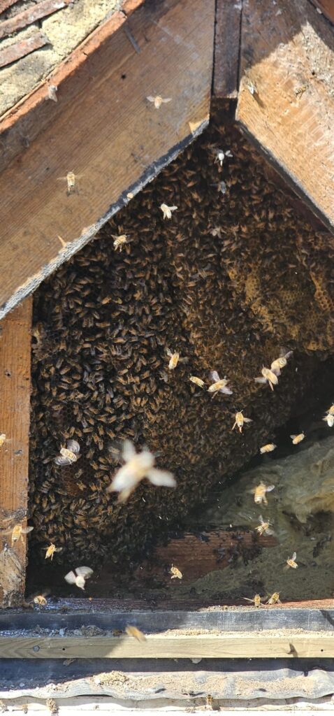 Honeybee Colony Removal in Faversham