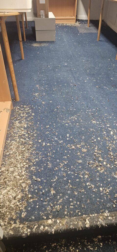 Pigeon Clean-Up and Disinfection