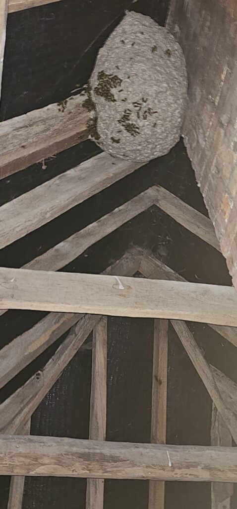 Wasp Nest Treatment in Loft