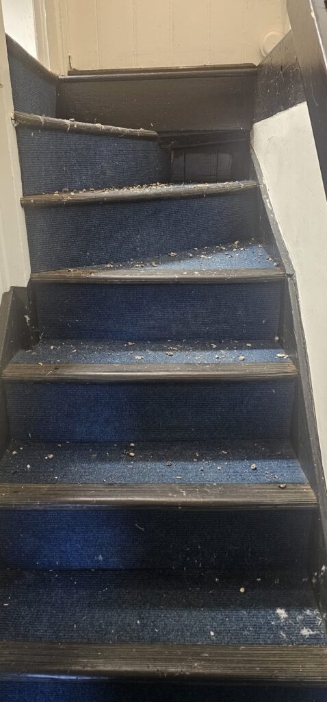 Pigeon Clean-Up and Disinfection